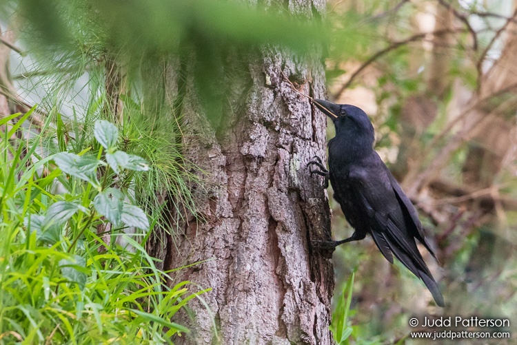 New Caledonian Crow, New Caledonia